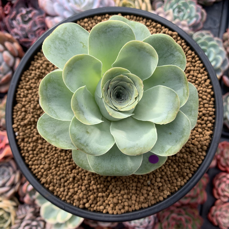 Greenovia Diplocycla 'Gigantea' 4"-5" Succulent Plant