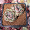 Echeveria 'Amethyst' 2" Cluster Succulent Plant