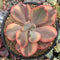 Echeveria 'Angel Wings' Variegated 4"-5" Succulent Plant