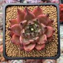 Echeveria Agavoides 'Sarabony' 2" Succulent Plant