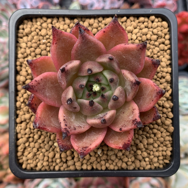 Echeveria Agavoides 'Sarabony' 2" Succulent Plant