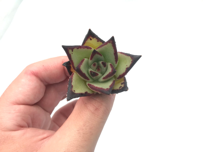 Echeveria Agavoides Ebony Seedling Small 1" Rare Succulent Plant