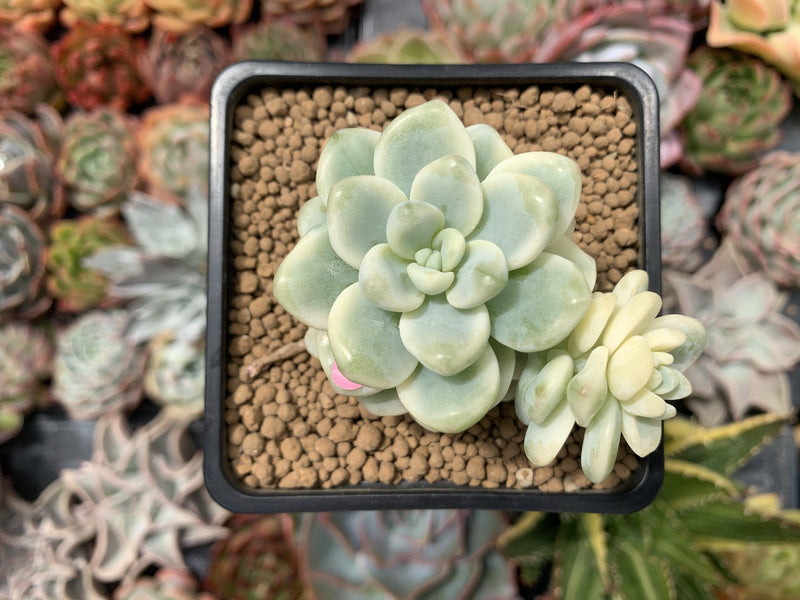 Sedum 'Clavatum' Variegated 2"-3" Succulent Plant