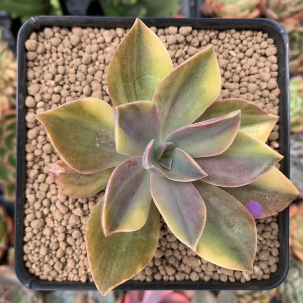 Graptoveria 'Fred Ives' Variegated 3" Succulent Plant