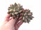 Pachyveria Finger Light 4” Cluster Rare Succulent Plant