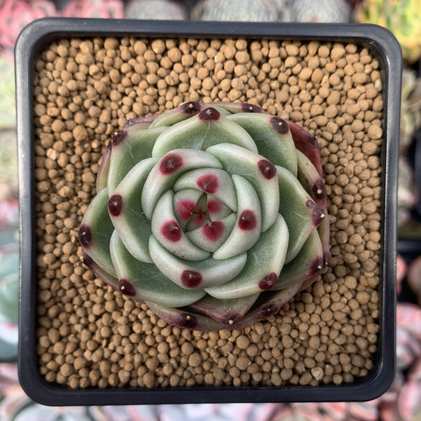 Echeveria Agavoides 'Blue Dragon' 2"-3" Rare Succulent Plant