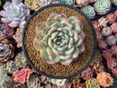 Echeveria 'Yusuke' 4" Succulent Plant