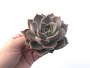 Echeveria Agavoides 'Sunny' 4" Large Succulent Plant