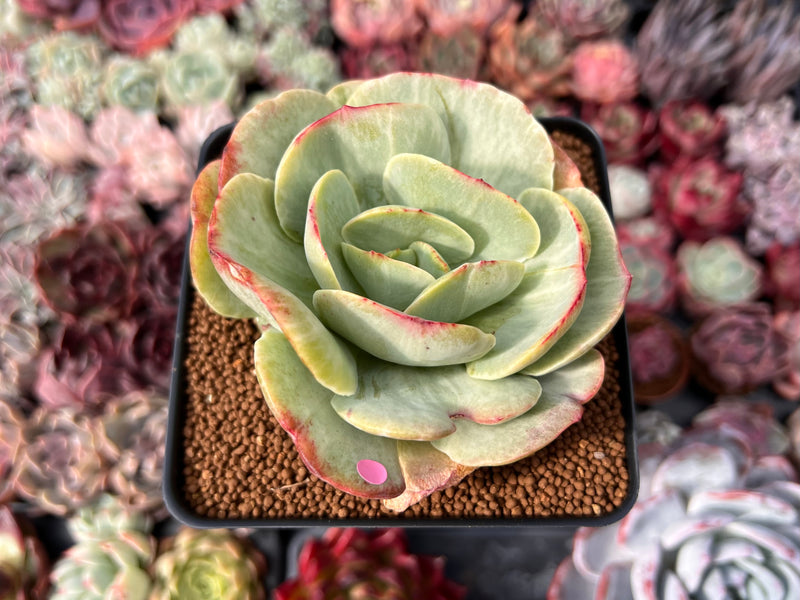 Echeveria ‘Mocha’ Variegated 4" Succulent Plant