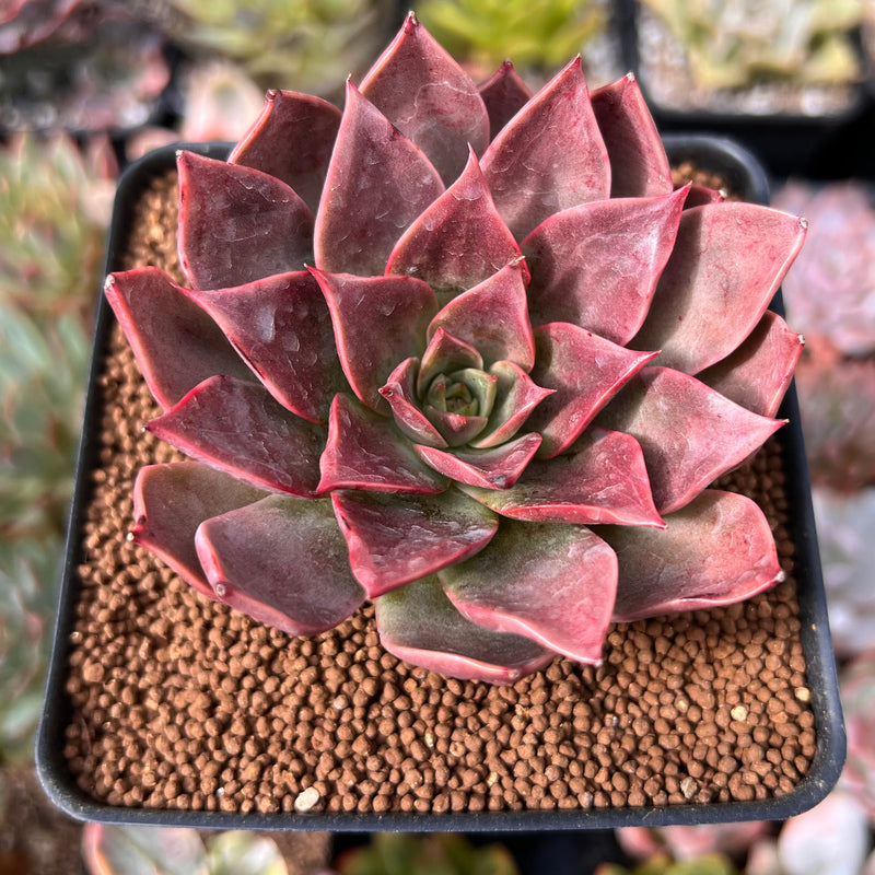 Echeveria 'Guerlain' 2"-3" New Hybrid Succulent Plant