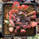 Echeveria 'Trumpet Pinky' 2"-3" Succulent Plant