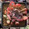 Echeveria 'Trumpet Pinky' 2"-3" Succulent Plant