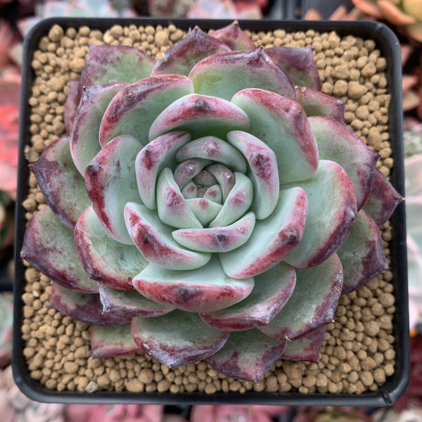 Echeveria 'Colorata' Hybrid 4"-5" Powdery Succulent Plant