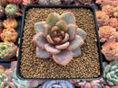 Echeveria 'German Champaign' 2" Succulent Plant