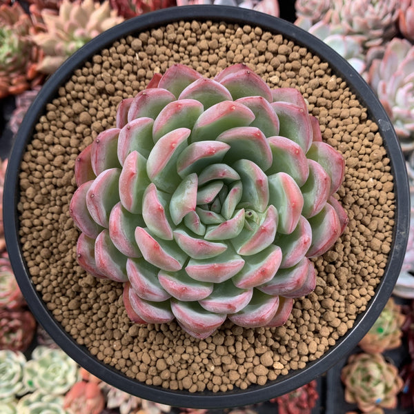 Echeveria 'Yusuke' 4" Succulent Plant