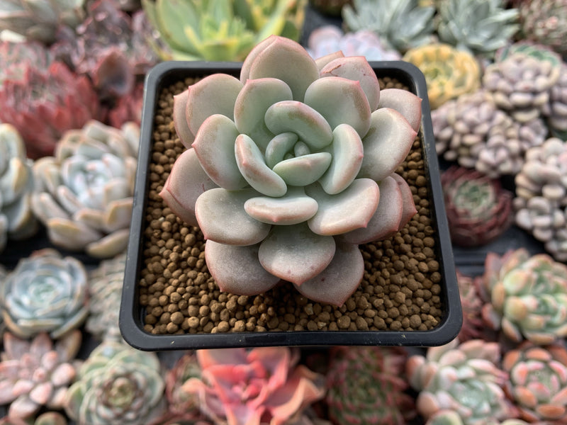 Echeveria 'Ice Cream' 3" Succulent Plant