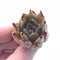 Echeveria Agavoides ‘Bonita’ 1”-2” Rare Succulent Plant