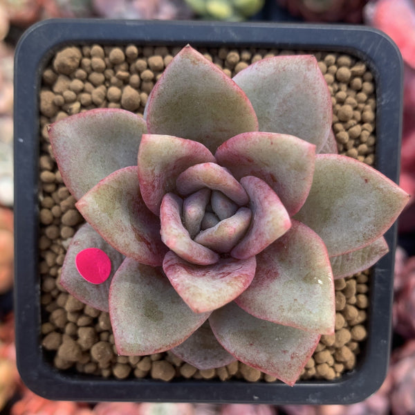 Echeveria 'German Champaign' 2" Succulent Plant