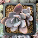 Echeveria 'Amethystinum' x 'Cante' 1"  Succulent Plant