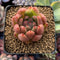 Echeveria Agavoides 'Wax' 2" Succulent Plant