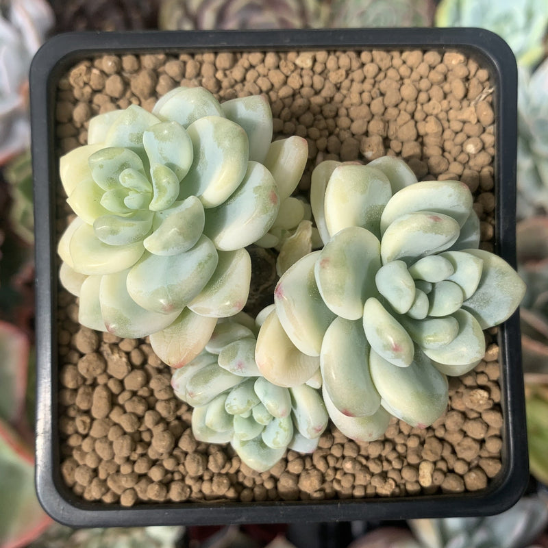 Sedum 'Clavatum' Variegated 2"-3" Cluster Succulent Plant