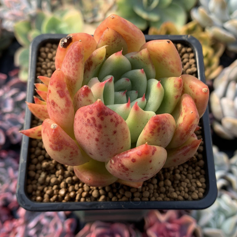 Echeveria Agavoides 'Rose Garnet' 3" Succulent Plant