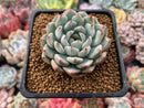 Echeveria 'Saramini' 2" Succulent Plant