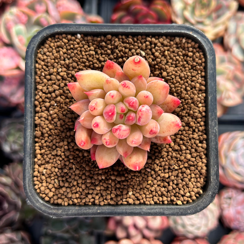 Pachyphytum 'Yeonji' 1"-2" Succulent Plant