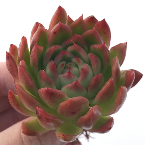 Echeveria Agavoides 'Angela Star' 3" Succulent Plant