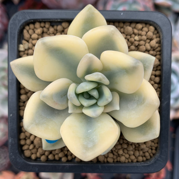 Graptoveria 'Grand Palace' Variegated 2" Succulent Plant