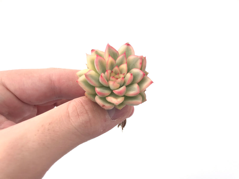 Echeveria 'Mebina' Variegated 1" Small Rare Succulent Plant