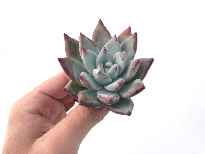 Echeveria 'Colorata' 2" Powdery Succulent Plant