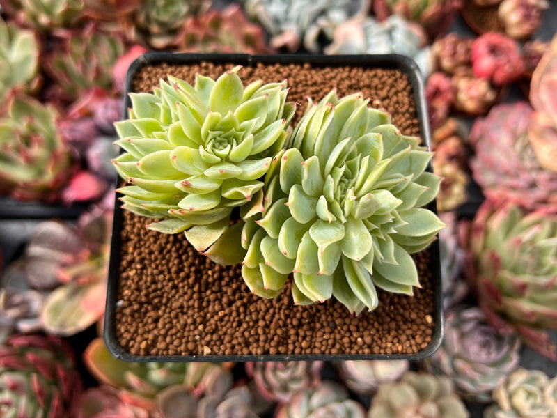 Echeveria 'Pansy' Crested 3" Succulent Plant