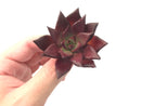 Echeveria Agavoides 'Luming' 3" Rare Succulent Plant