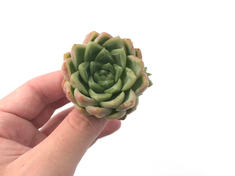 Echeveria sp. 2" Succulent Plant