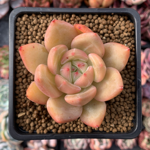 Echeveria Agavoides 'Shallot' 1" Succulent Plant