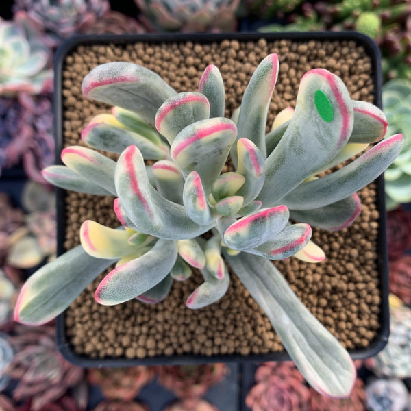 Cotyledon 'Orbiculata' Variegated 4" Succulent Plant