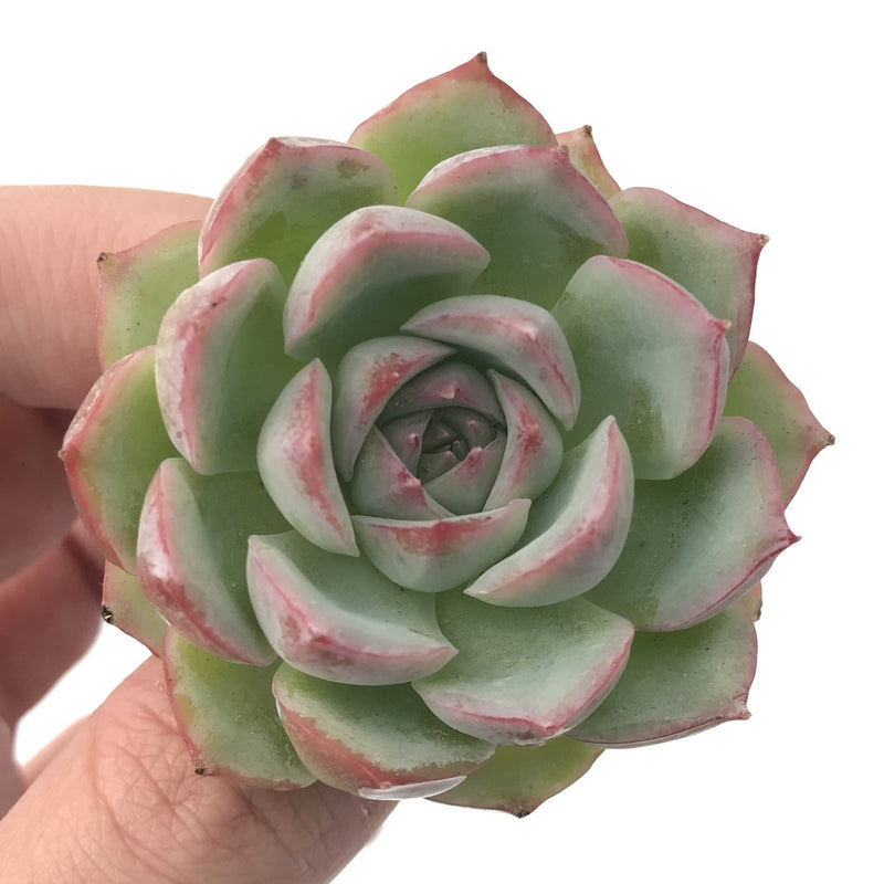 Echeveria 'Silhouette' 1" Powdery Succulent Plant