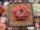 Echeveria Agavoides sp. 2" Succulent Plant