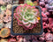 Echeveria 'Mellow Yellow' 2" Succulent Plant