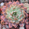 Echeveria 'Star Mark' Extra Large 6"-7" Powdery Succulent Plant