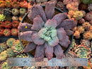 Echeveria 'Linguas' 8" Extremely Large Succulent Plant