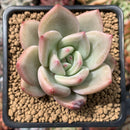 Echeveria 'Pink Champaign' 2"-3" Succulent Plant