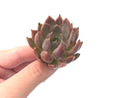 Echeveria Agavoides 'Magic Plot' New Hybrid 2" Rare Succulent Plant