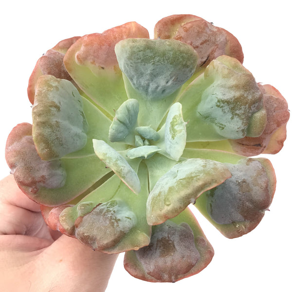 Echeveria 'Hearts Delight' 4" Rare Succulent Plant