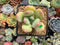 Pachyphytum 'Doctor Cornelius' 2" Succulent Plant