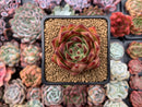 Echeveria Agavoides 'Lipstick' 2"-3" Succulent Plant