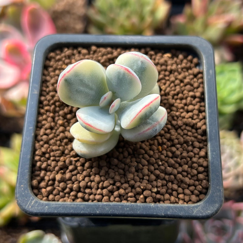 Cotyledon 'Orbiculata' Variegated 1" Cutting Succulent Plant *Cutting*