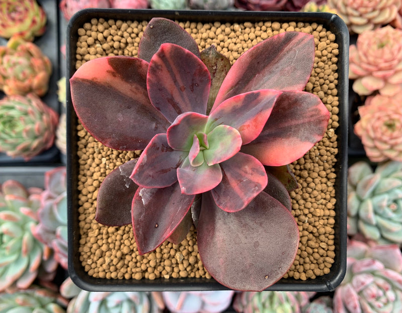 Echeveria 'Hanaikada' Variegated 3" Succulent Plant