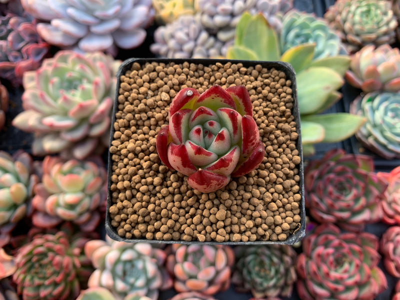 Echeveria Agavoides 'Casio' 1" Small Succulent Plant